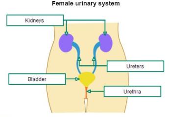 urinary.2
