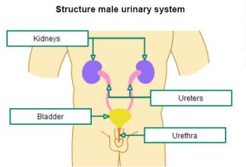 urinary1